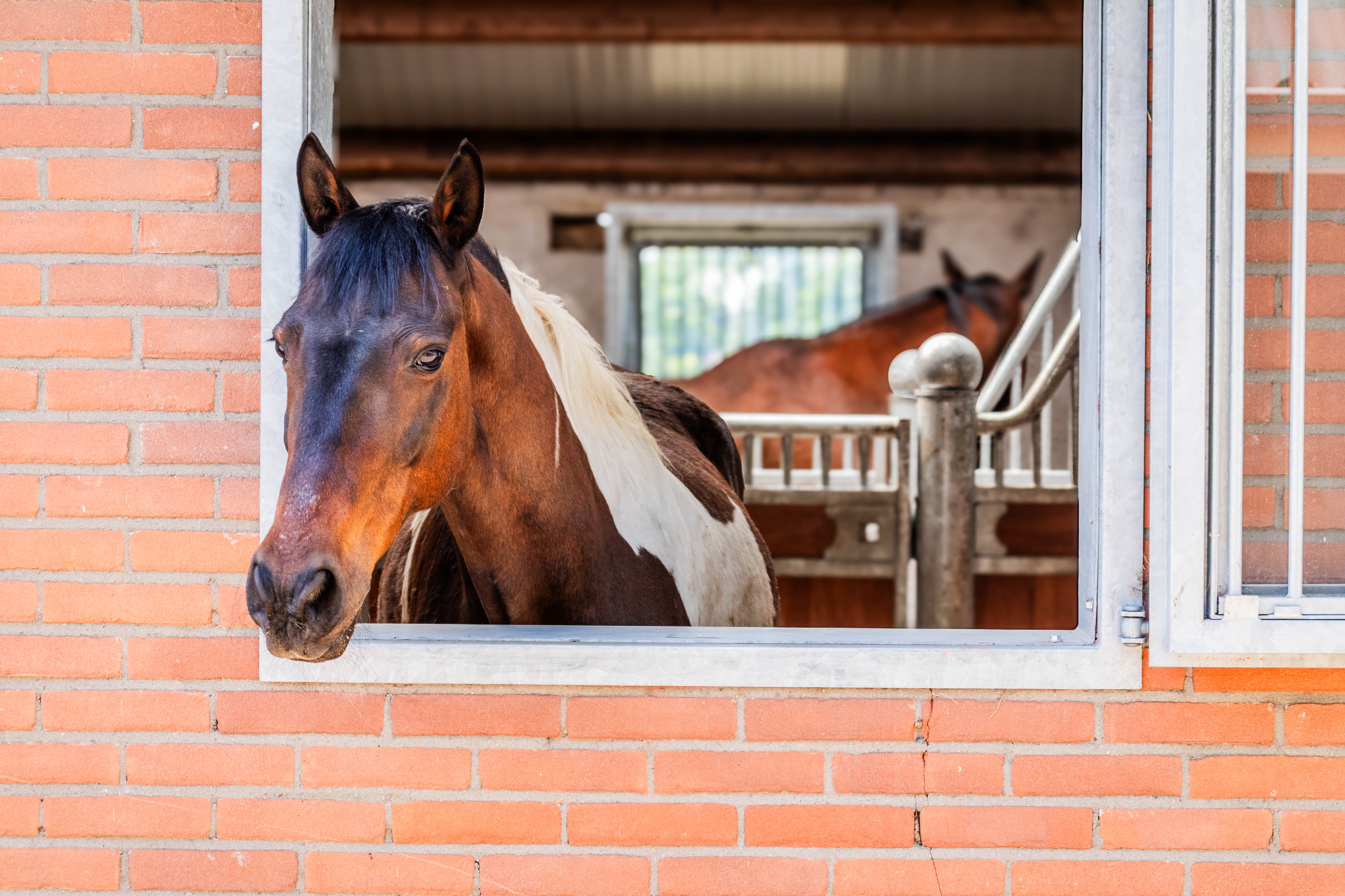 Bounty - kleine vrolijkerd