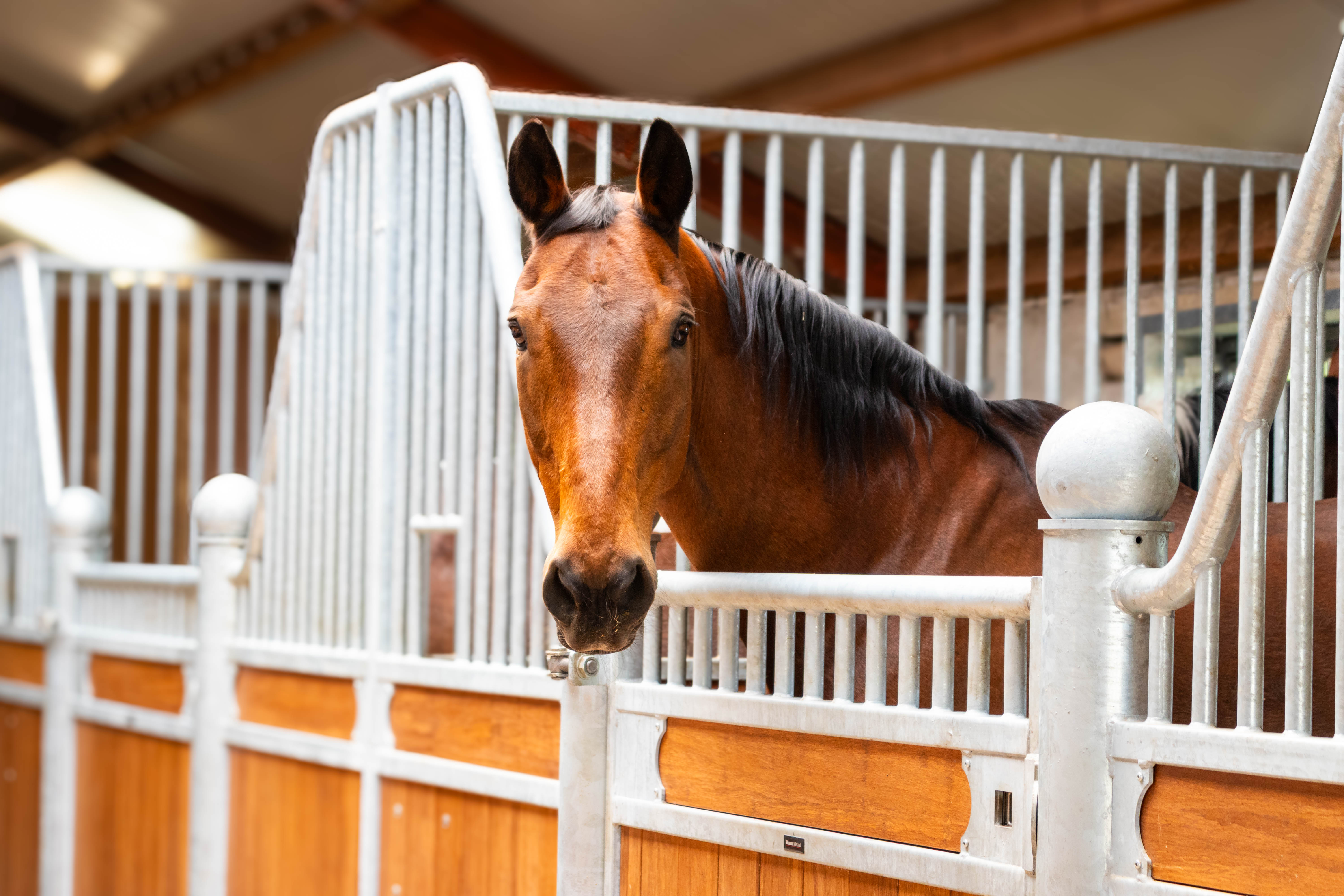Sjors - rustig en fijngevoelig